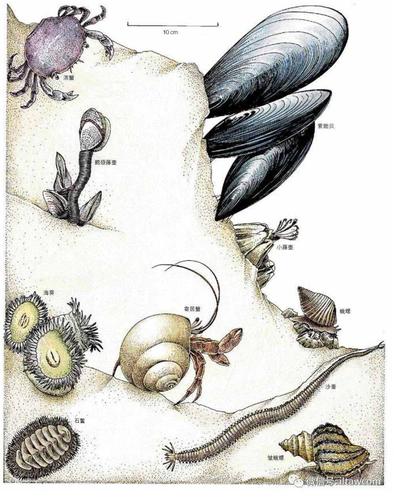 丰富多样的海底居民底栖动物