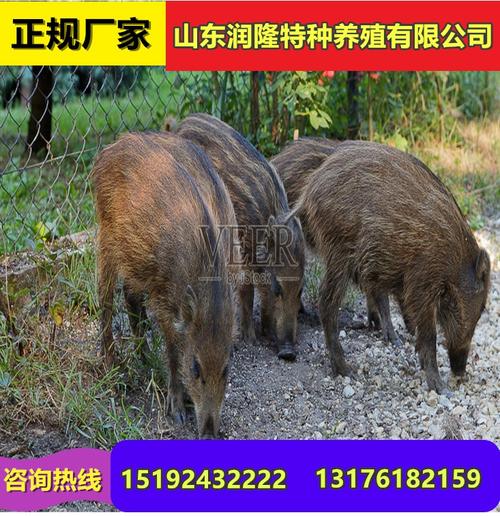 野猪多少钱一斤养殖野猪有销路吗