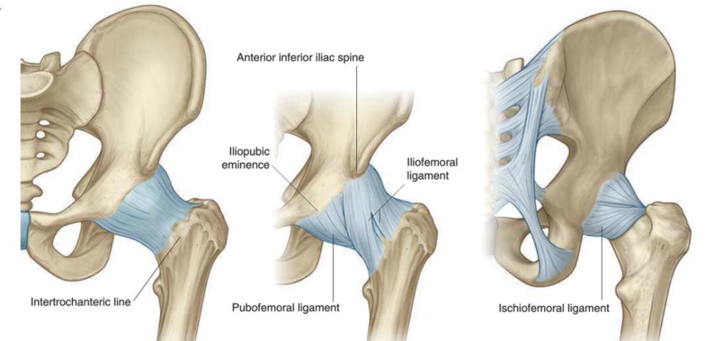 髋关节疼痛的分析诊疗与疼痛缓解(上)