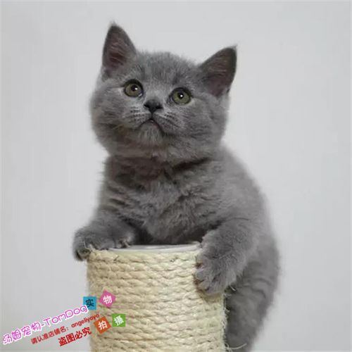 蓝猫出售英国短毛猫英纯种英短立耳猫幼活体猫咪