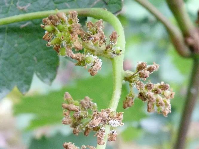 收藏!史上最全葡萄病害来了