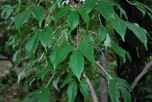 这是什么植物?鸡血藤吗?
