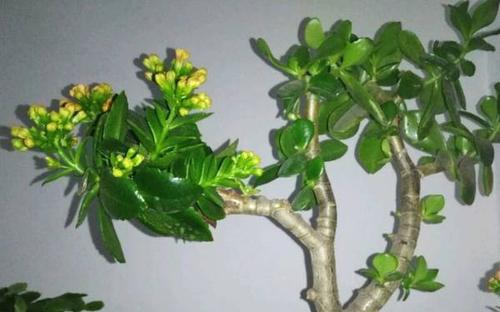 玉树嫁接蟹爪兰的图片