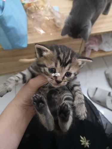 串串小猫咪_猫咪_串串_猫咪日常_宠物_猫