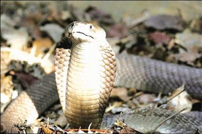 肯尼亚新眼镜蛇王