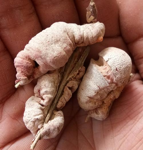中药材野生 竹花 无竹膏 竹黄 苦竹花 淡竹花 天竺黄500g包邮