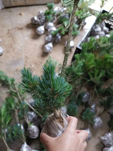 五针松小苗正宗嫁接五针松短针五针松日本宫岛大阪五针松盆景树苗