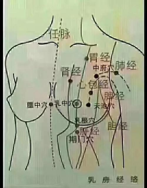 乳腺保养和调理