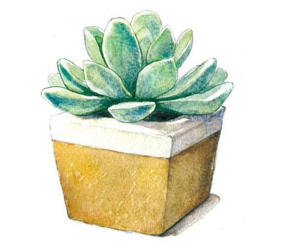 水彩教程水彩画多肉