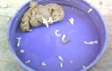 狗狗拉的这是什么虫