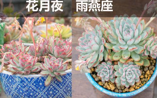 松哥小经验:发现花月夜和雨燕座的区别方法