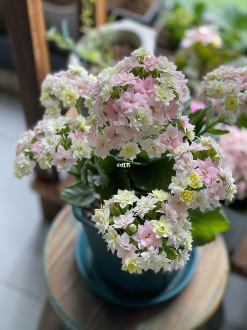 长寿花外星人变色龙还是七彩绒毛