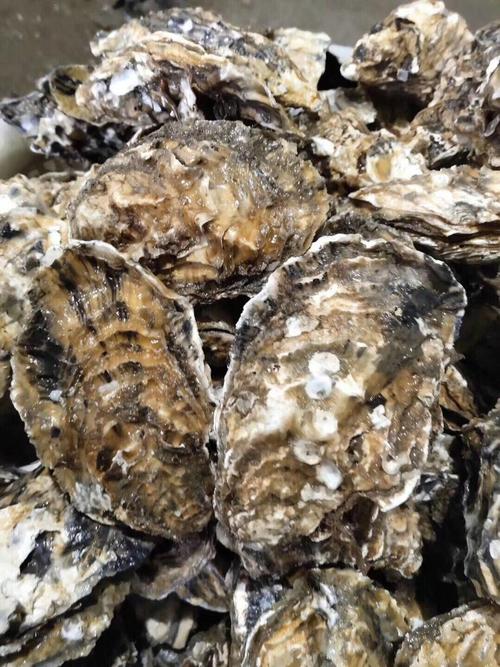 山东乳山牡蛎 山东生蚝 质量保证 一手货源