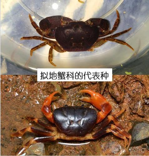 建议收藏&我国淡水蟹多达311种,溪蟹就有283种,很多人