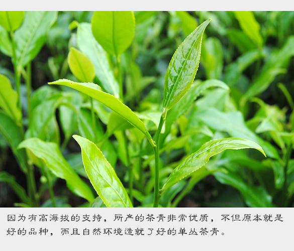潮州凤凰单枞茶叶大乌叶乌龙新茶清香型高香爽口乌岽单丛