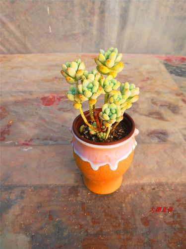 精选特价多肉植物天使之泪老桩一物一拍群生造型多肉