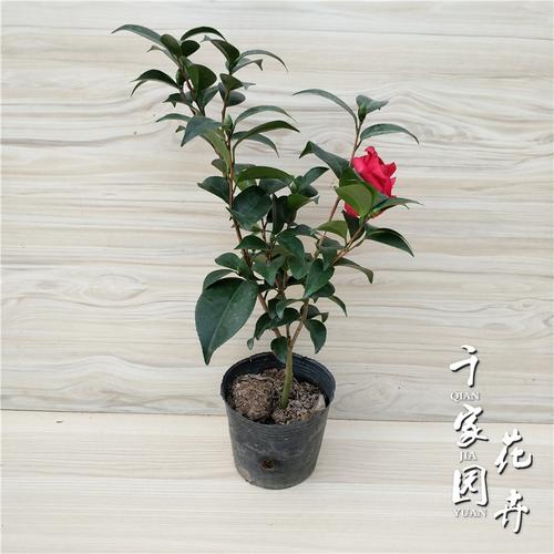 茶花黑珍珠花苗盆栽山茶花绿植花卉花苞品种阳台花卉