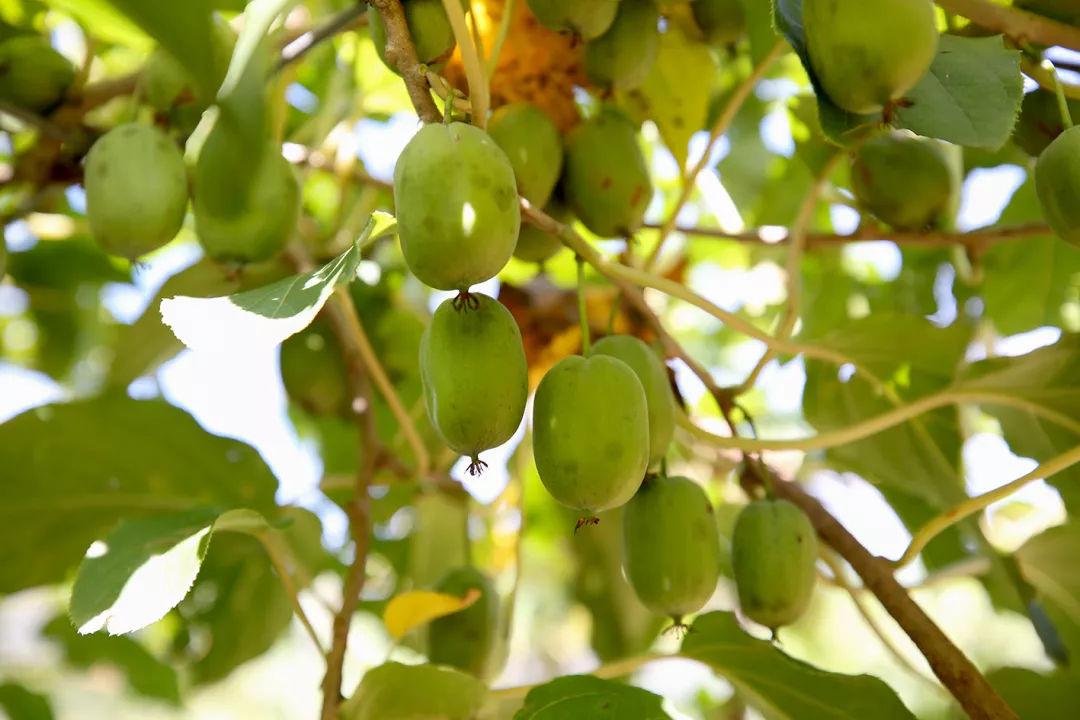 怀柔区首个野生软枣猕猴桃试验园硕果满园