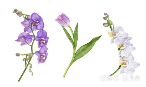 水彩紫罗兰兰花花, 白色兰花, 兰花枝, 紫色郁金香与叶子在白色背景上