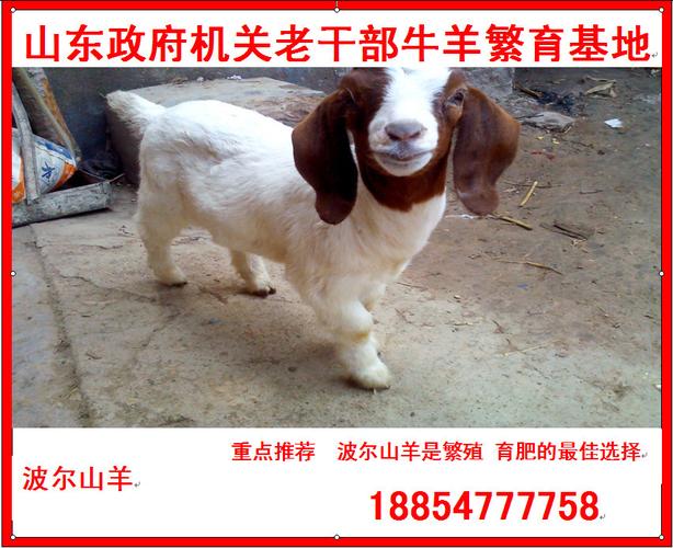 00 10-19只 产品属性 品种 波尔山羊 用途 羊羔 公母 其他 联系方式