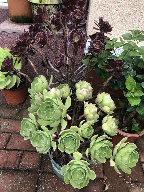 多肉?沙漠玫瑰 ?据说年龄12,怎么个品鉴法儿?