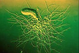 嗜盐菌halomonas elongata   海洋螺菌目是变形细菌门(proteobacteria