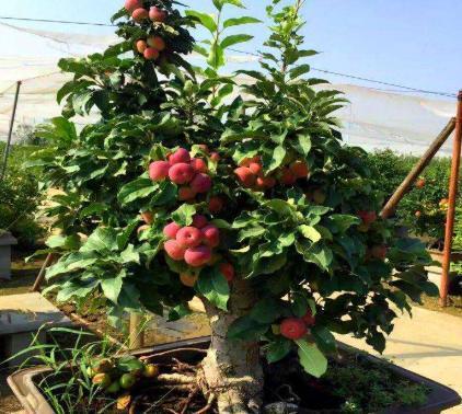 此果树,竟摇身变为"水果盆栽",虽然量不大,但足够一