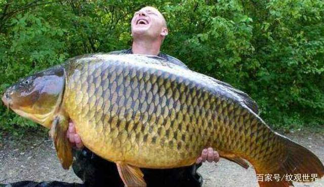 又一百斤巨鱼入侵天朝,到我国内却只能长到巴掌大小