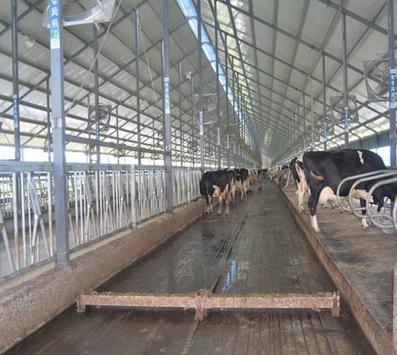 厂家直销恒力牌养牛场粪便清理设备牛场全自动智能刮粪机厂家直销奶牛