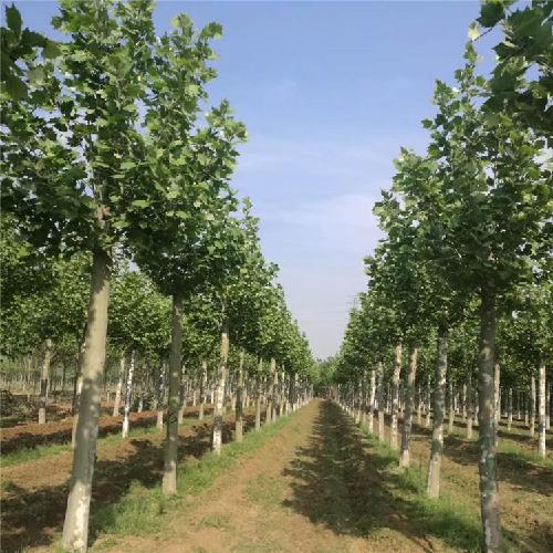马良苗木 行道树法桐 绿化速生法桐 原生法桐树