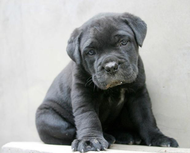 上海供应卡斯罗犬幼犬价格卡斯罗犬多 少钱血统书齐全国包邮