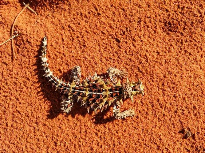 云中摄影 | huawei p30 pro 5倍变焦拍摄 @坦桑尼亚 澳洲棘蜥 thorny