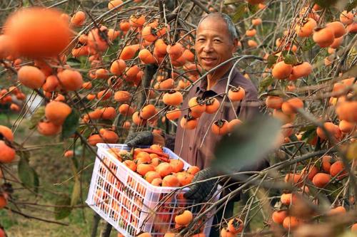 丰收建安老谢家的柿子熟了