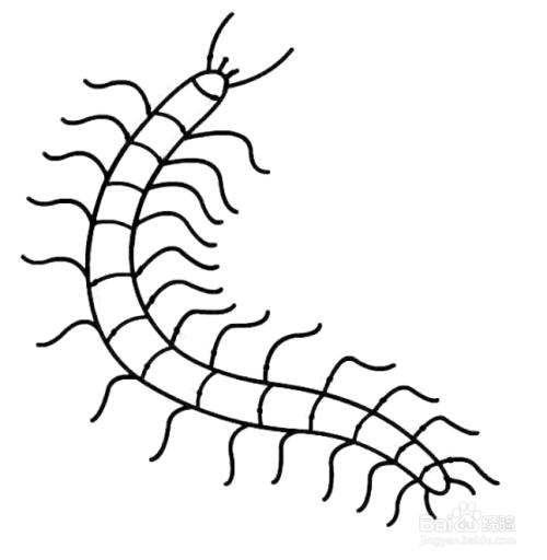 如何画蜈蚣的简笔画?