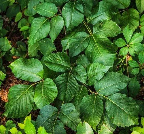 毒长春藤(poison ivy)(图片来源:pixabay)   毒长春藤最显著