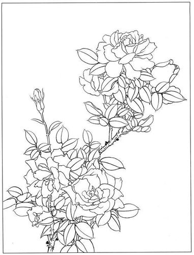 书画联盟丨月季花工笔画技法, 含白描稿示例