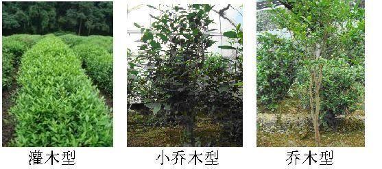 茶树花