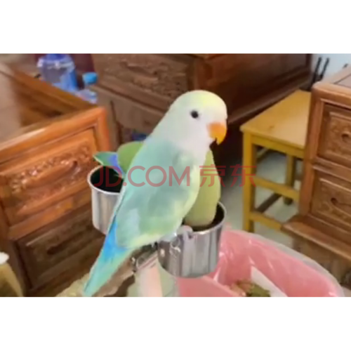 kjhgf合法亲人手养牡丹鹦鹉日本桃宠物鸟观赏鸟爱情鸟