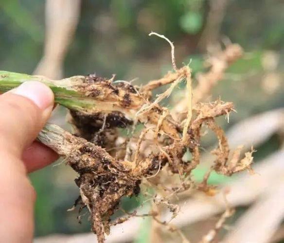 (一)危害根系 危害西红柿根系的主要是各类根腐病,其中主要包括番茄