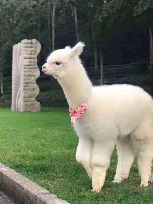 本溪羊驼羊驼多少钱一头