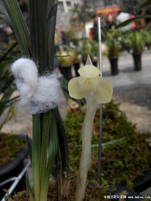 2015年毕节市第二届兰花交易会图片集