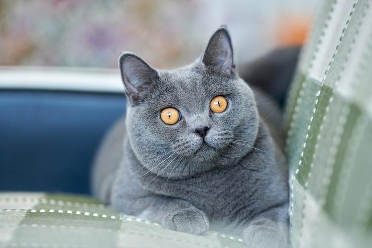 cats british shorthair glance grey snout animals photo 2560x1706