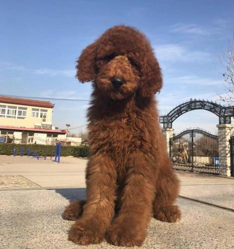 泰迪有哪些品种?