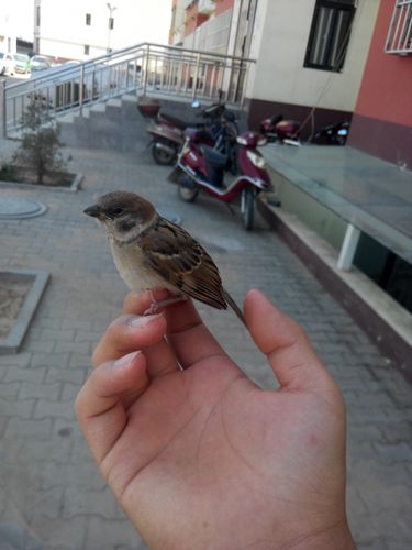 这么大的麻雀吃什么,怎么养活.