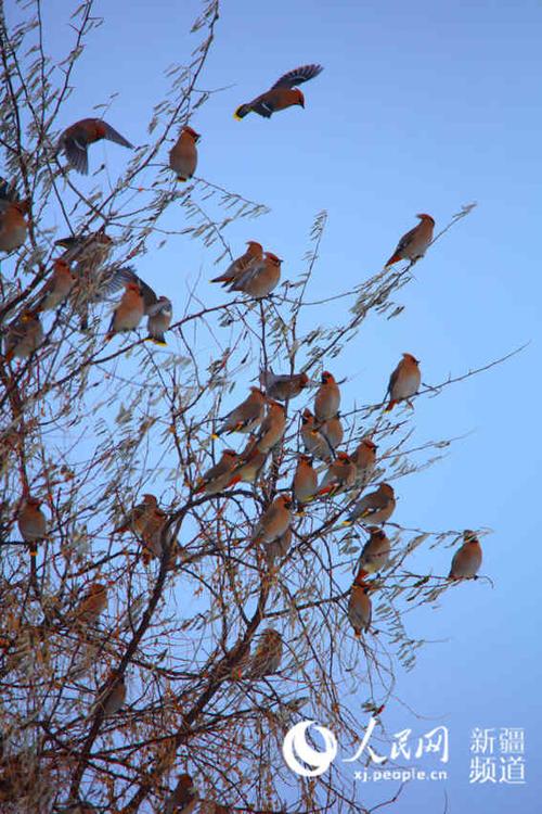 四月的鸟鸣图片来自百度感谢作者啊
