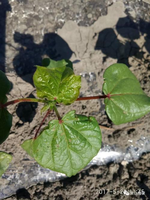 偏低气温,频繁降雨相应影响棉花生长发育,同时影响棉蓟马的危害