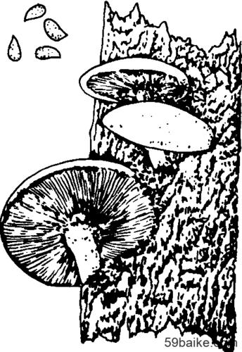 香菇的子实体及孢子