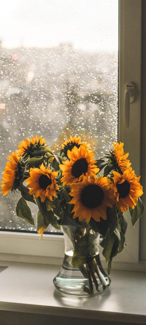 全面屏壁纸灿烂的向日葵