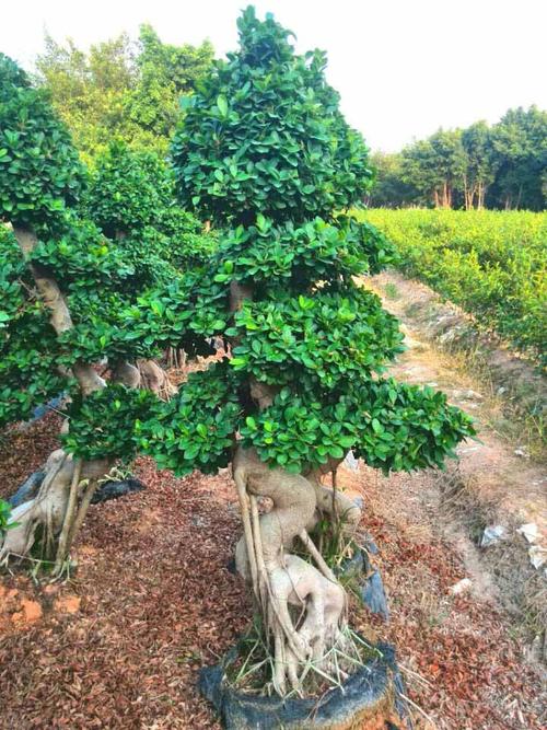 福建小叶榕桩头