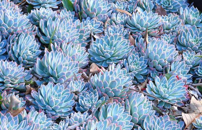 多肉蓝色惊喜和菲欧娜老花匠更推荐后者来看看为什么